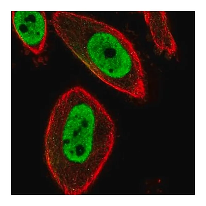 Merck Anti-FOXP3 antibody produced in rabbit