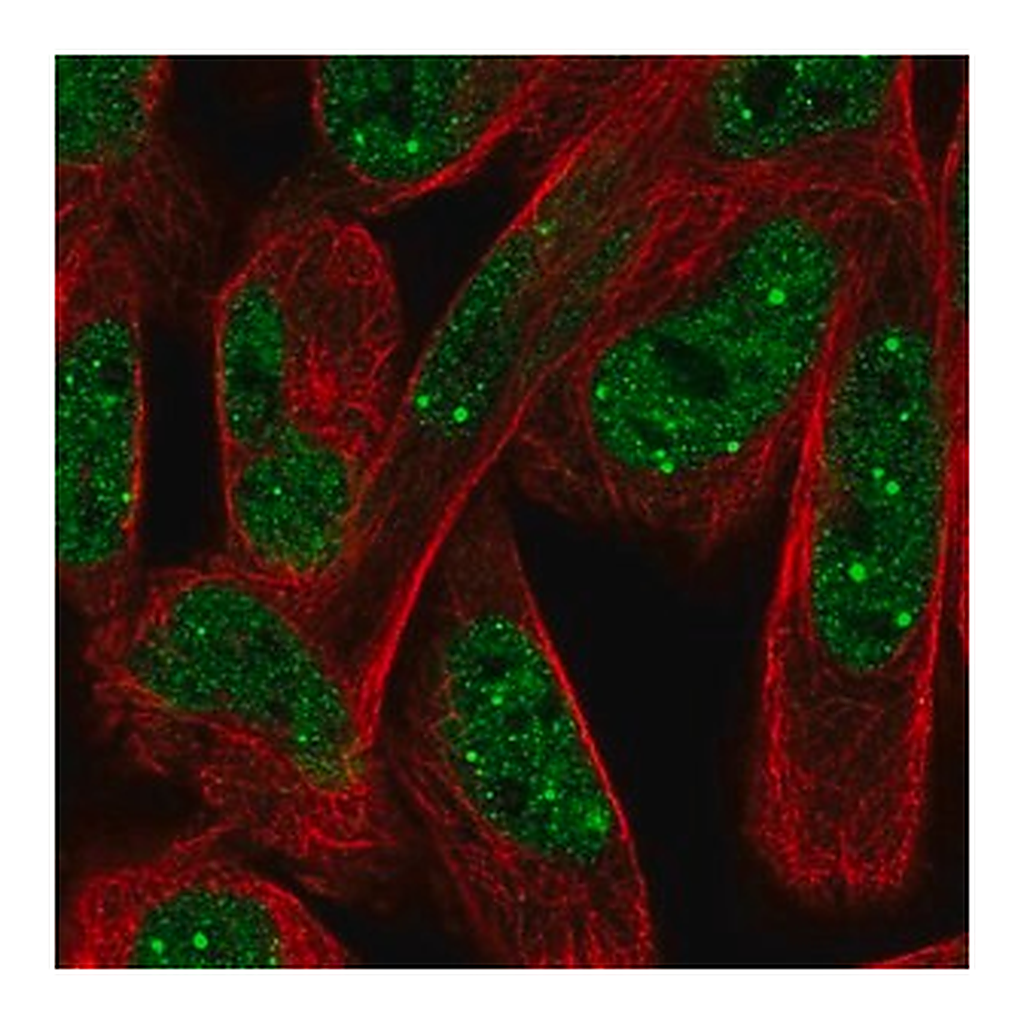 Merck Anti-NPAT antibody produced in rabbit