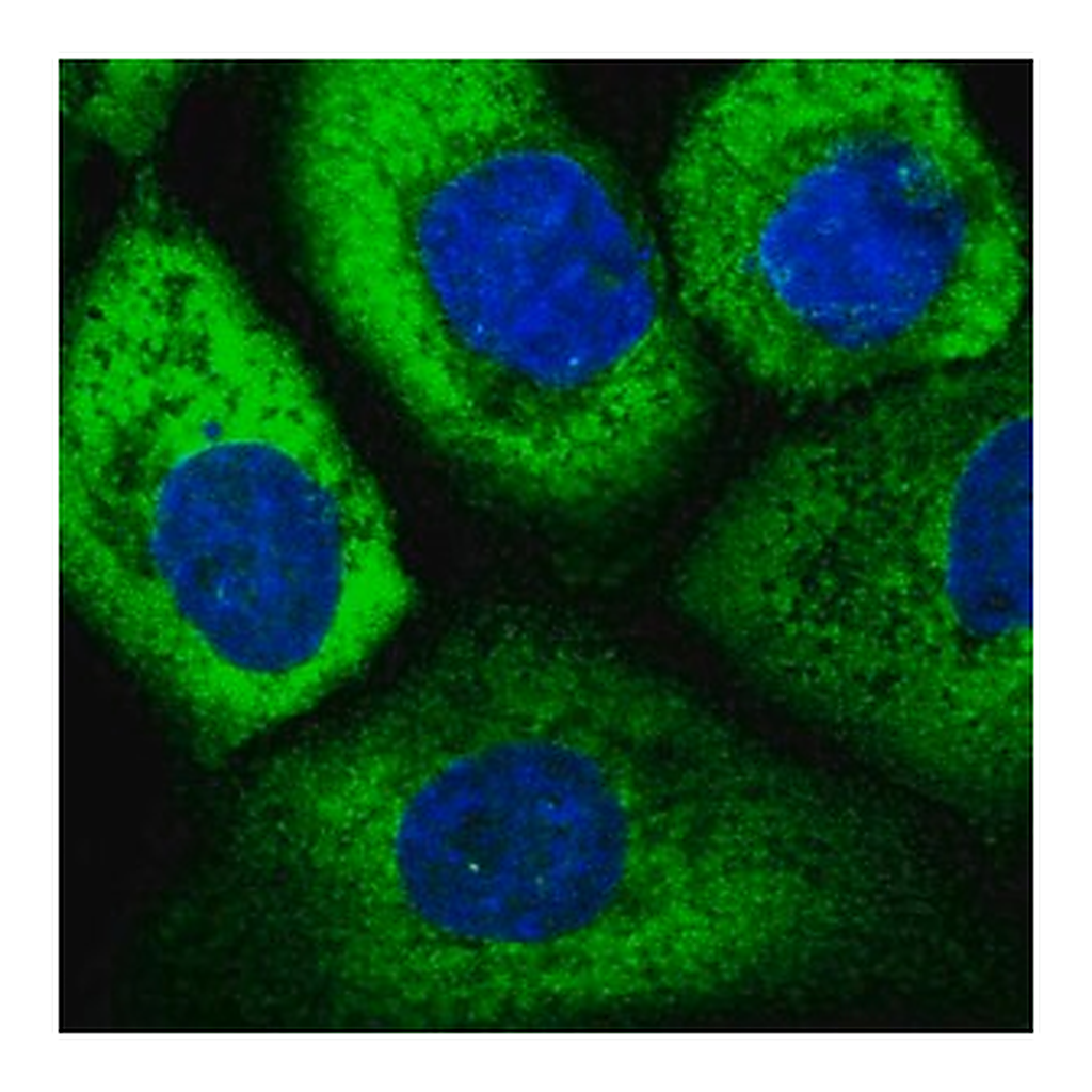 Merck Anti-EIF3D antibody produced in rabbit