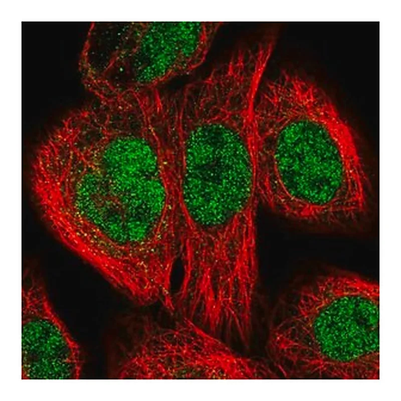 Merck Anti-ERCC3 antibody produced in rabbit