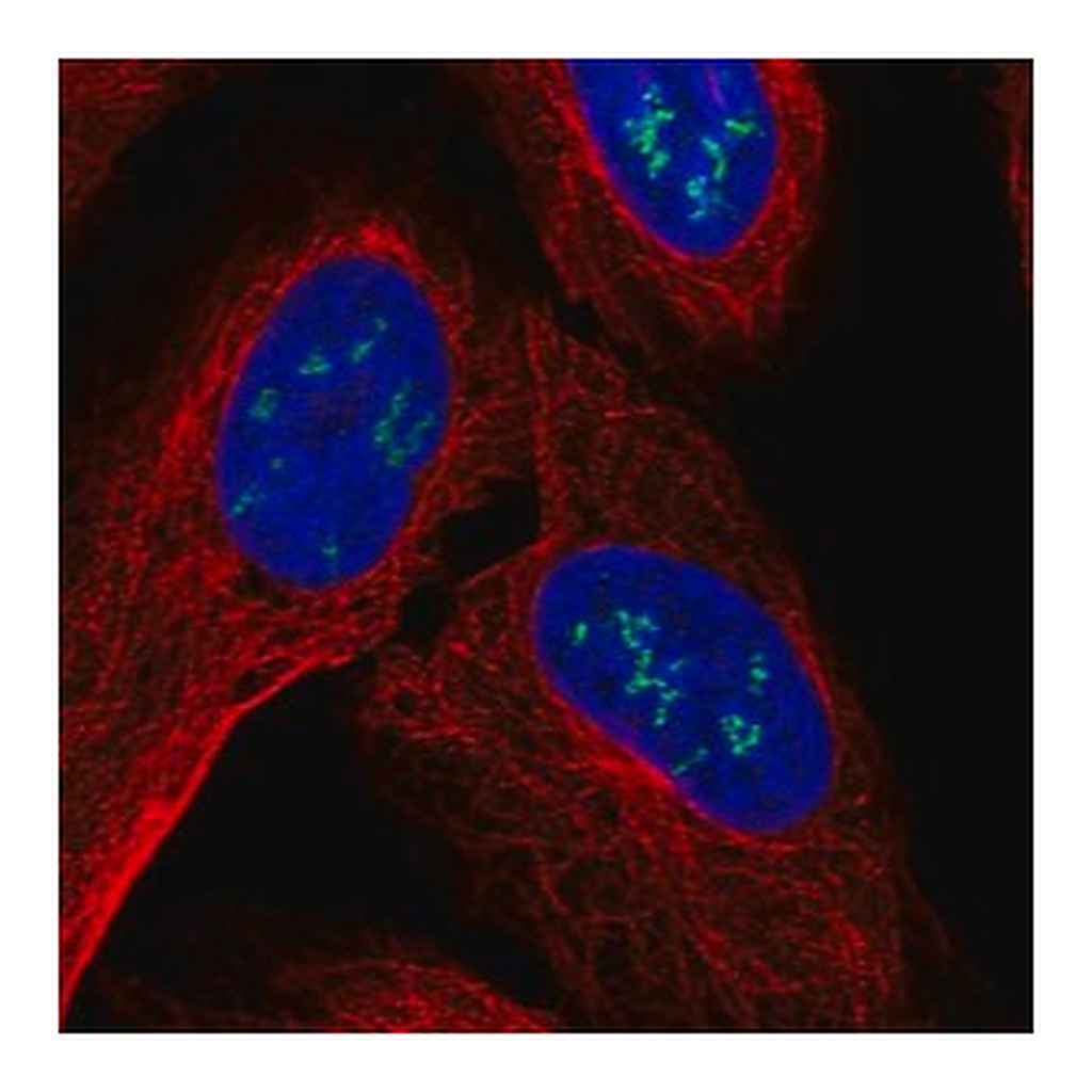 Merck Anti-ZNF385B antibody produced in rabbit