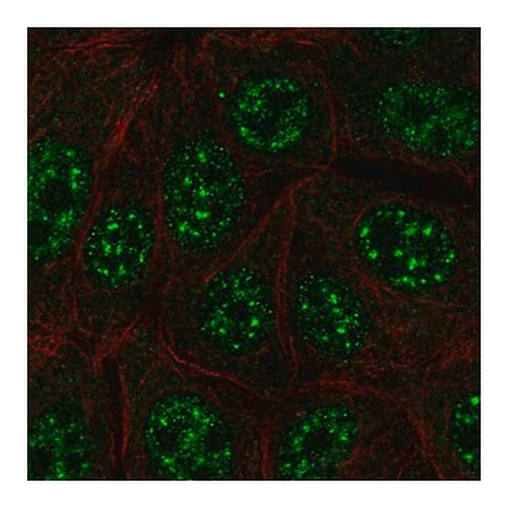 Merck Anti-C12orf57 antibody produced in rabbit