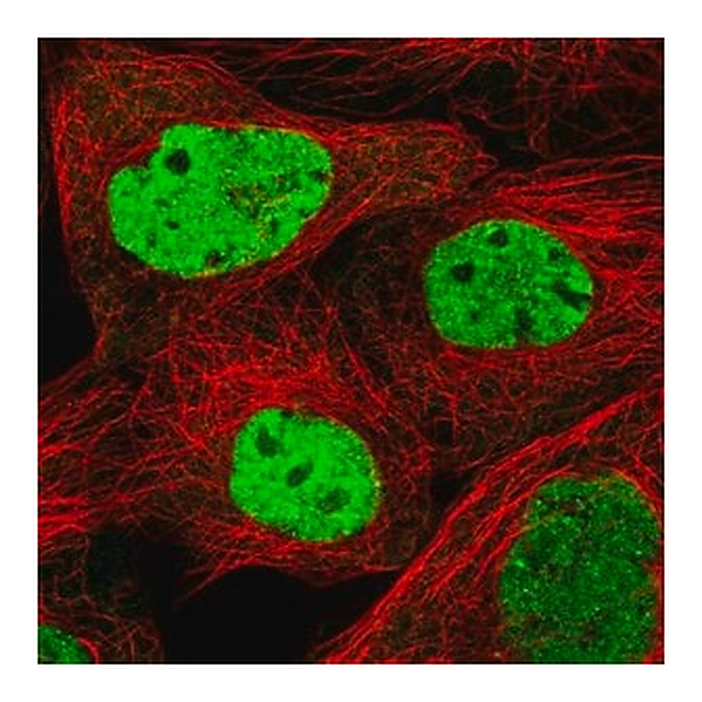Merck Anti-SCAF11 antibody produced in rabbit