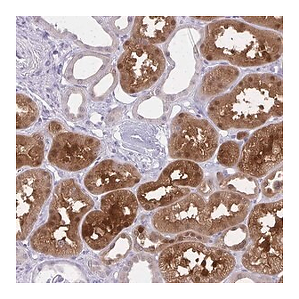 Merck Anti-GLRX antibody produced in rabbit