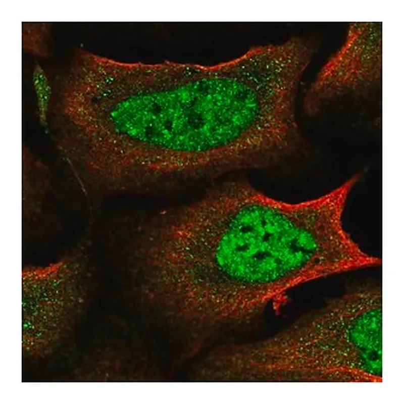 Merck Anti-IKZF4 antibody produced in rabbit
