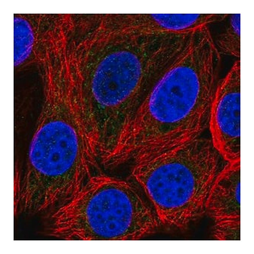 Merck Anti-SLC25A51 antibody produced in rabbit
