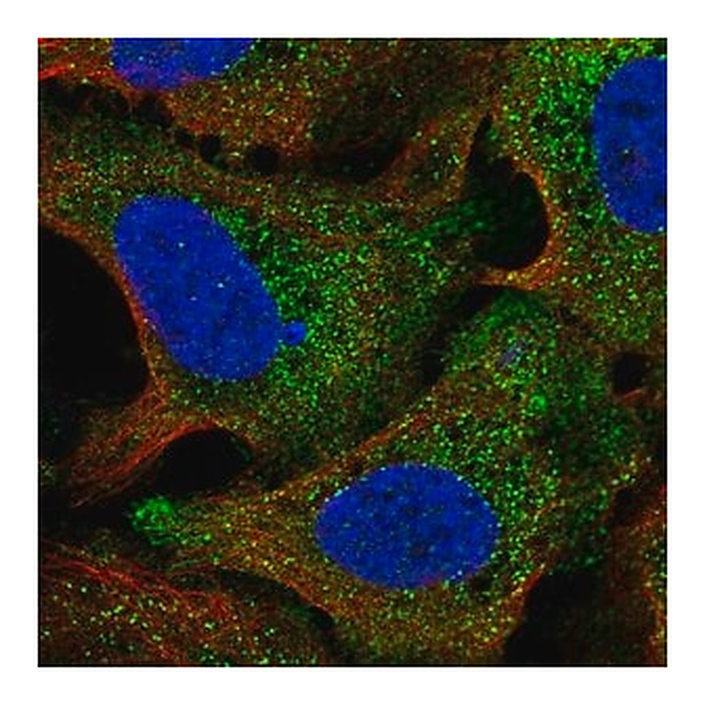 Merck Anti-STIL antibody produced in rabbit