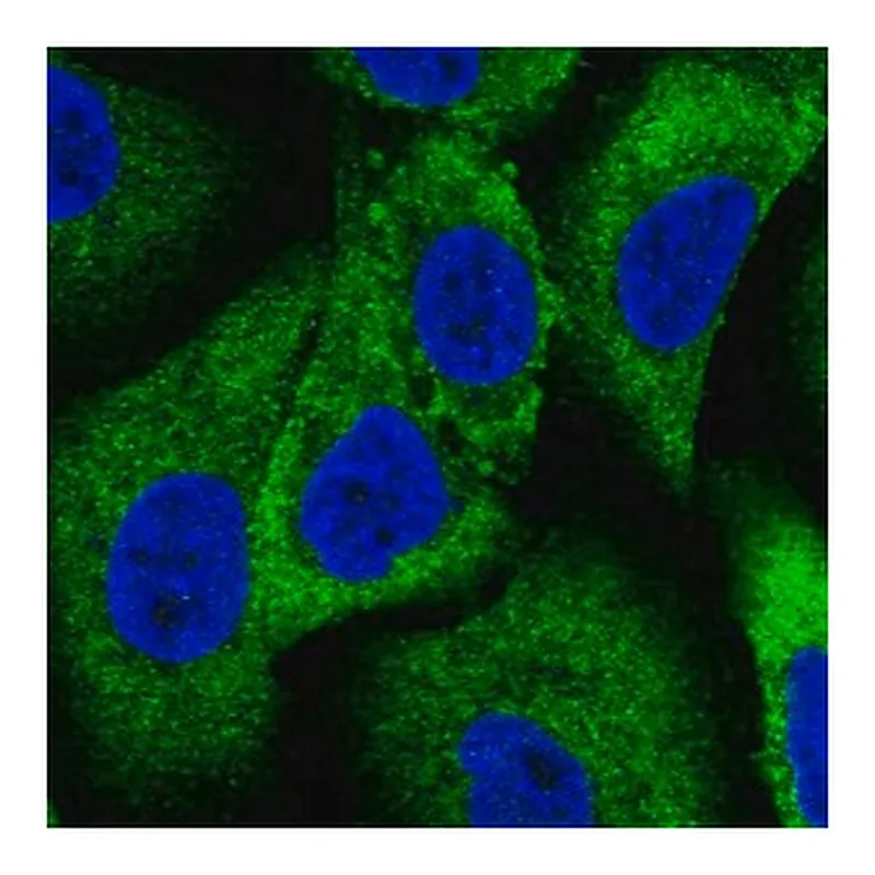 Merck Anti-WNK1 antibody produced in rabbit