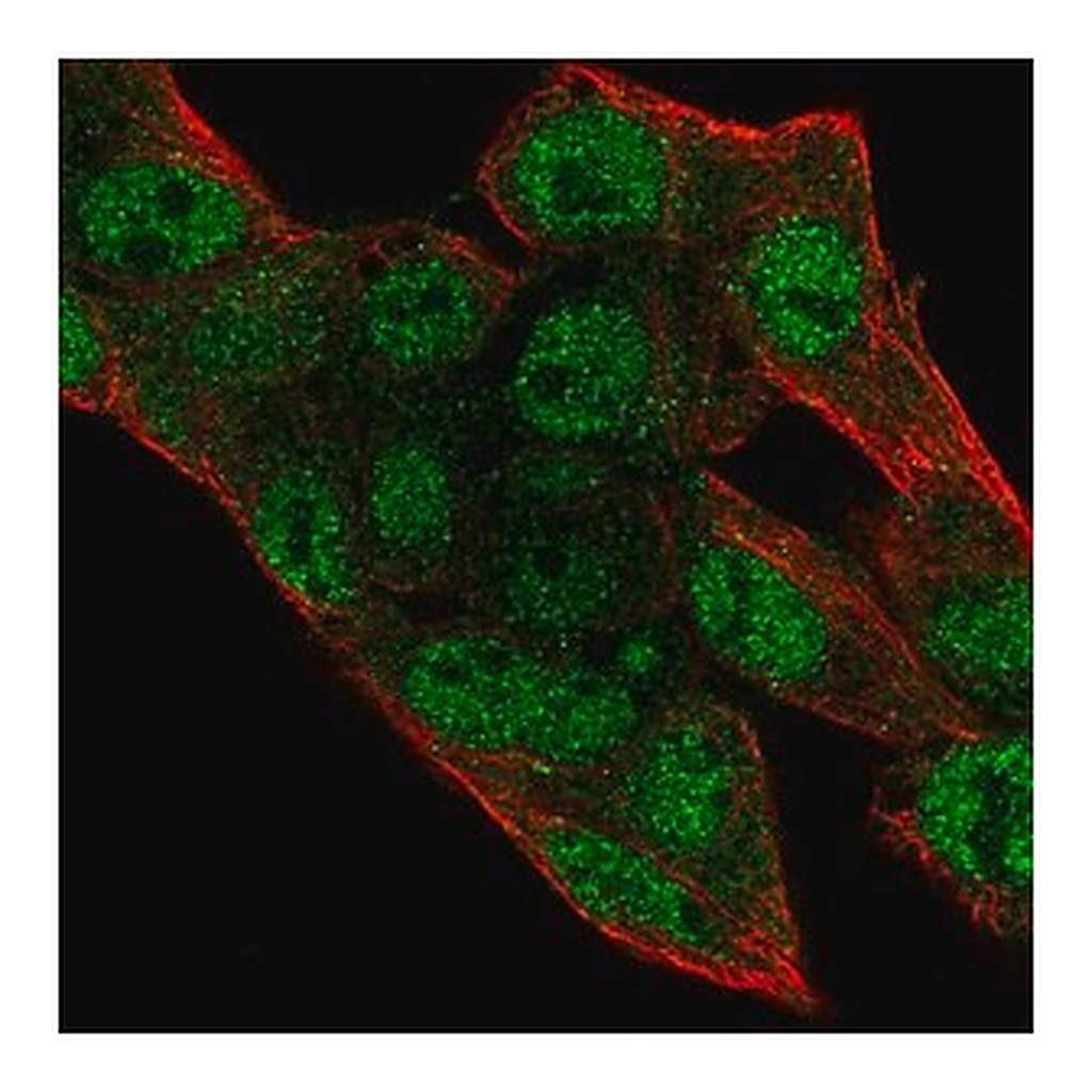 Merck Anti-PRIM2 antibody produced in rabbit