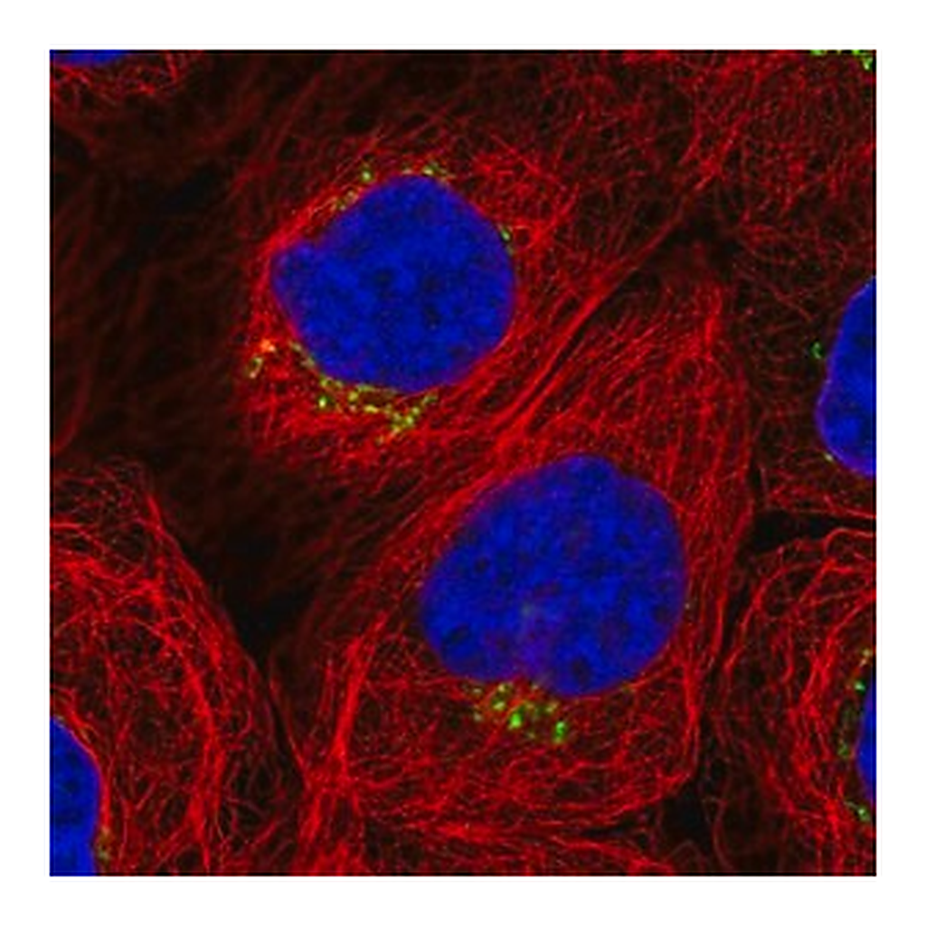 Merck Anti-WDR44 antibody produced in rabbit