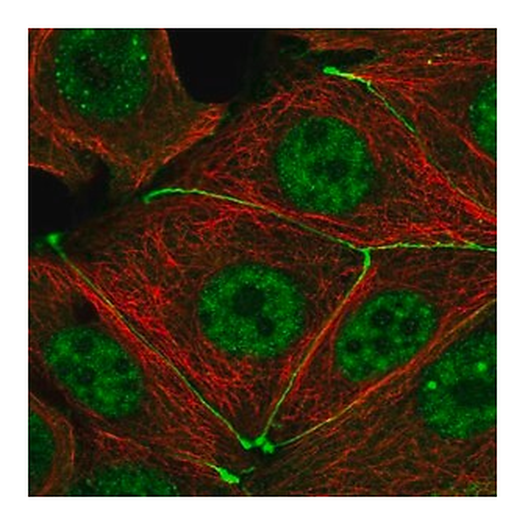 Merck Anti-TJP3 antibody produced in rabbit