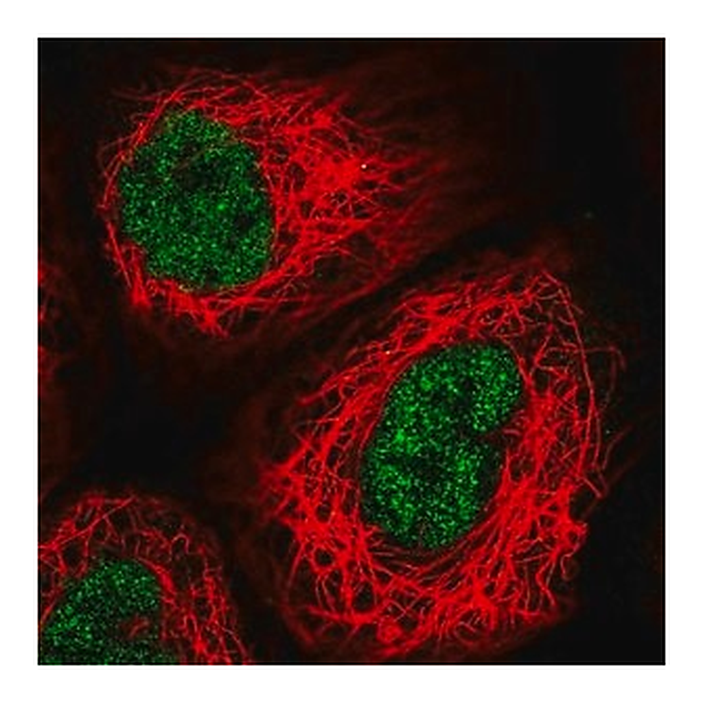Merck Anti-USF2 antibody produced in rabbit