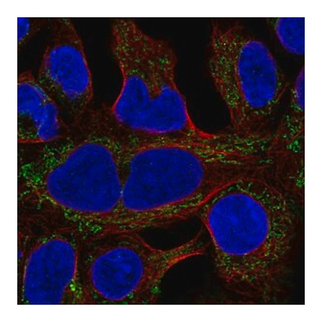 Merck Anti-MRPL19 antibody produced in rabbit