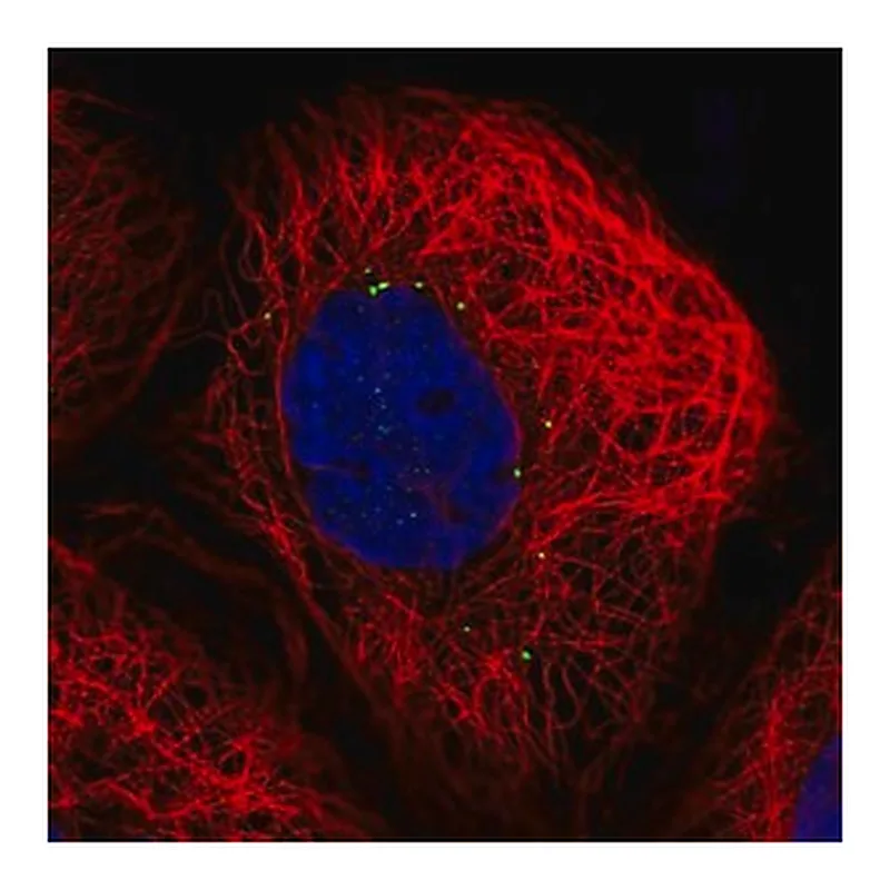 Merck Anti-CTNS antibody produced in rabbit