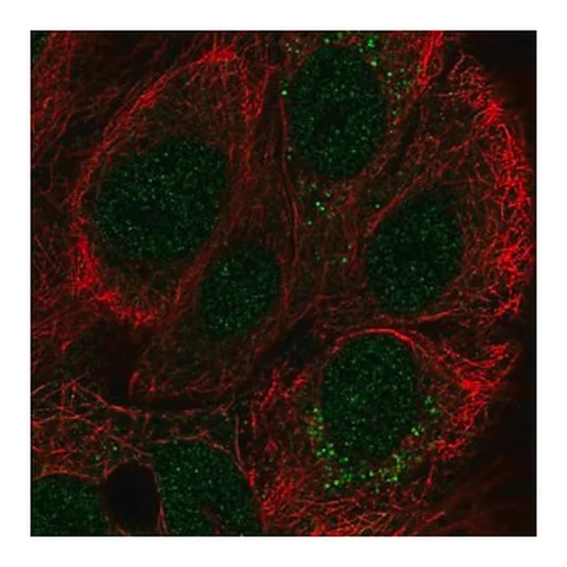 Merck Anti-CCDC144A antibody produced in rabbit