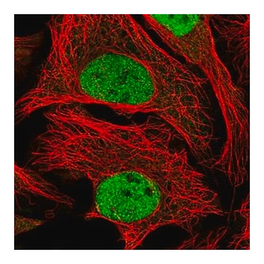 Merck Anti-WDR5 antibody produced in rabbit