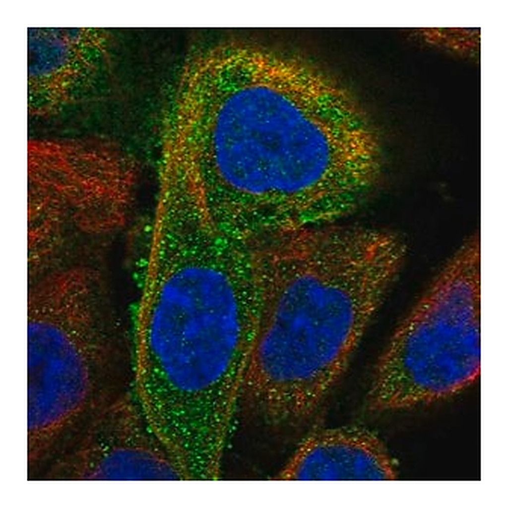 Merck Anti-DDX58 antibody produced in rabbit