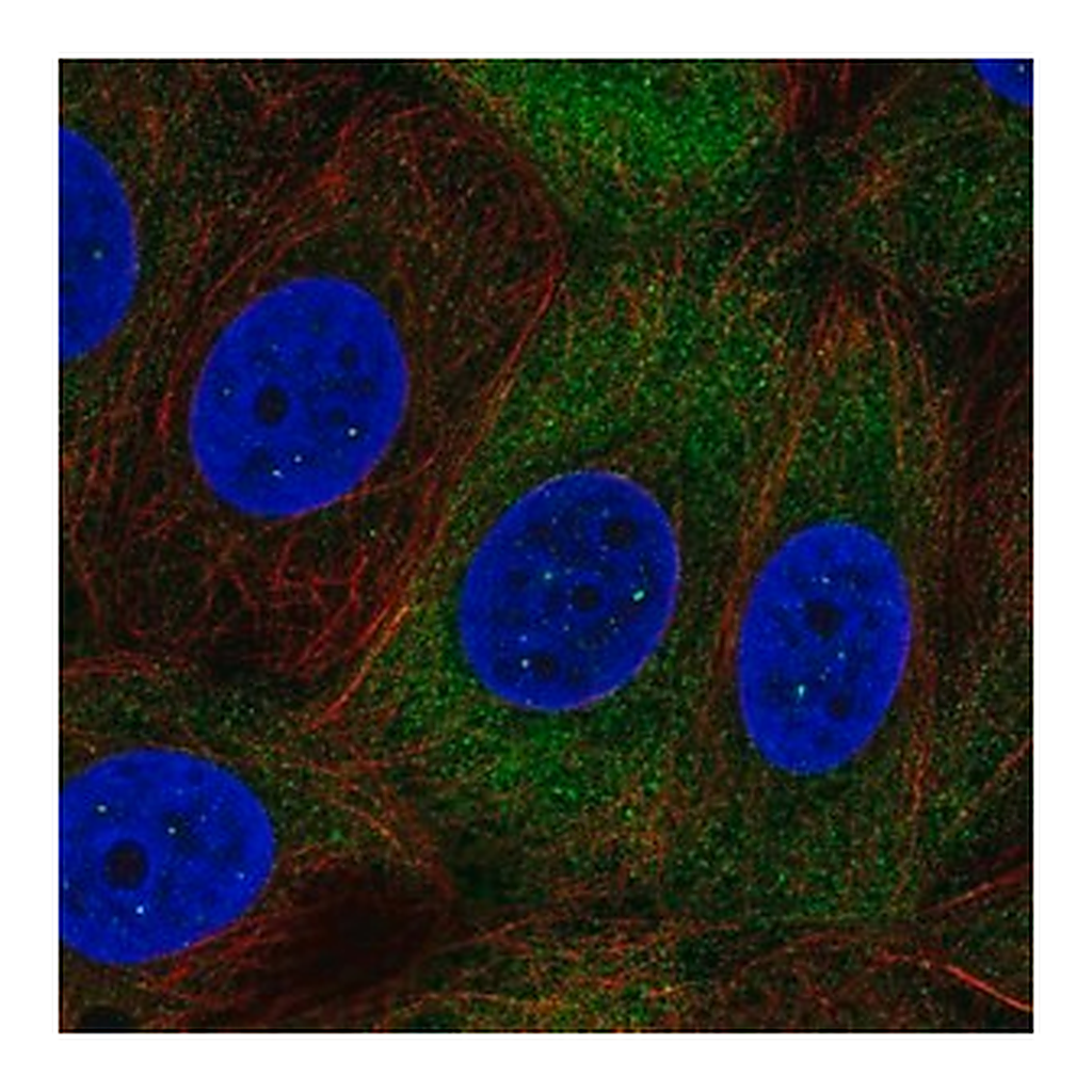 Merck Anti-NUP210L antibody produced in rabbit