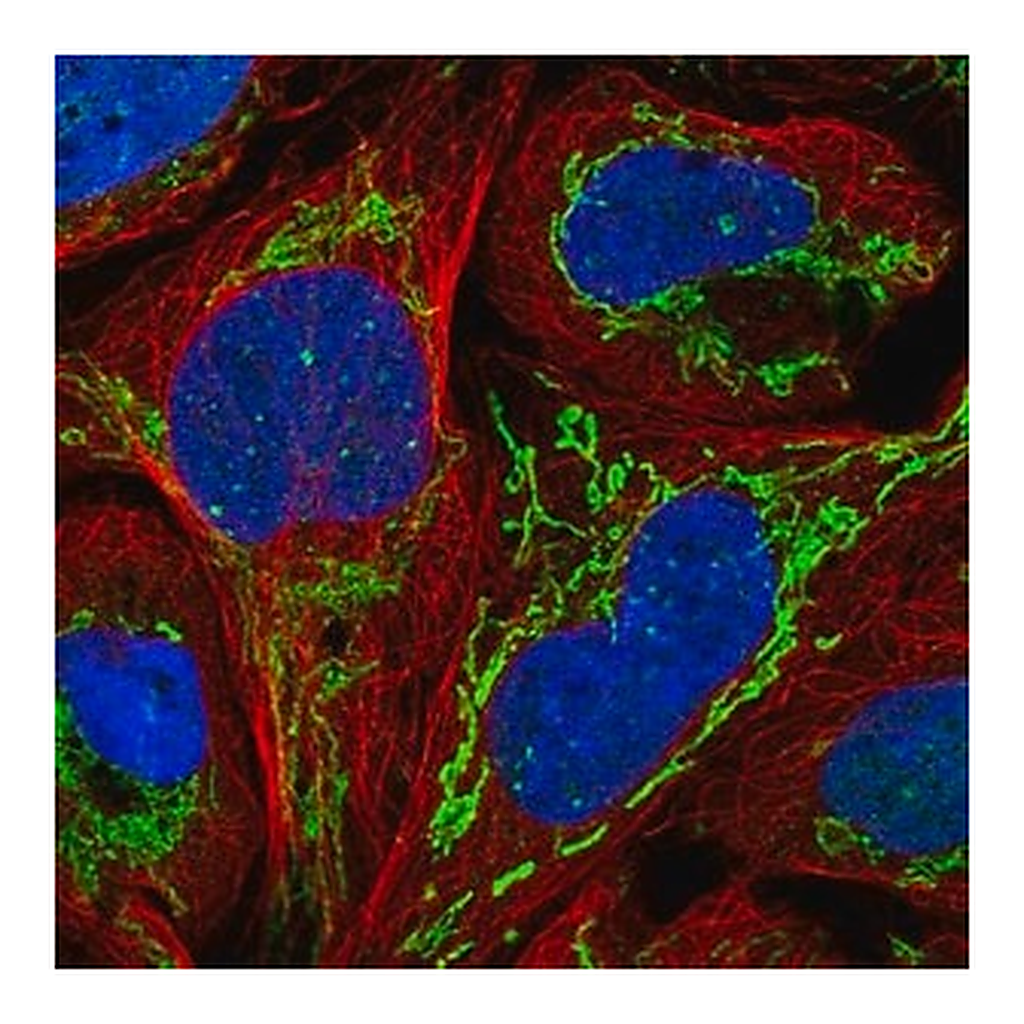 Merck Anti-ZNF7 antibody produced in rabbit