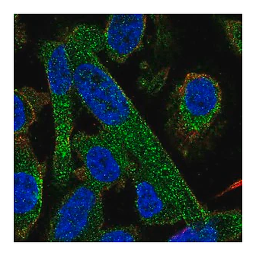 Merck Anti-PPP2R5A antibody produced in rabbit