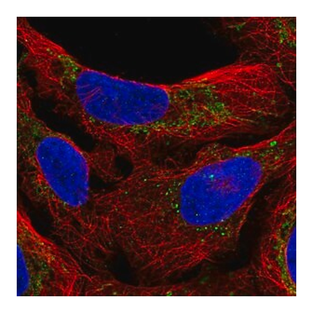Merck Anti-M1AP antibody produced in rabbit