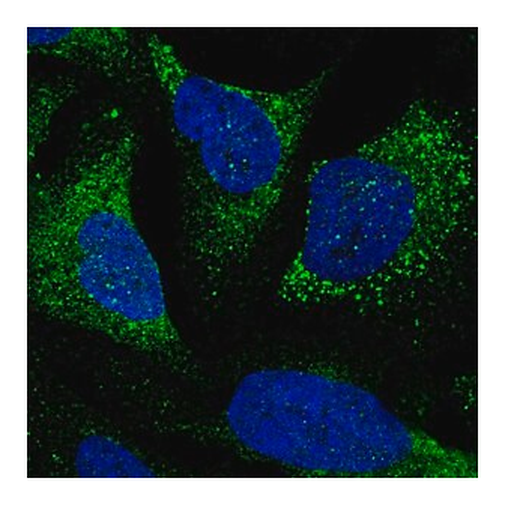Merck Anti-TTLL7 antibody produced in rabbit