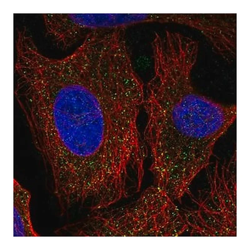 Merck Anti-PCDHA6 antibody produced in rabbit