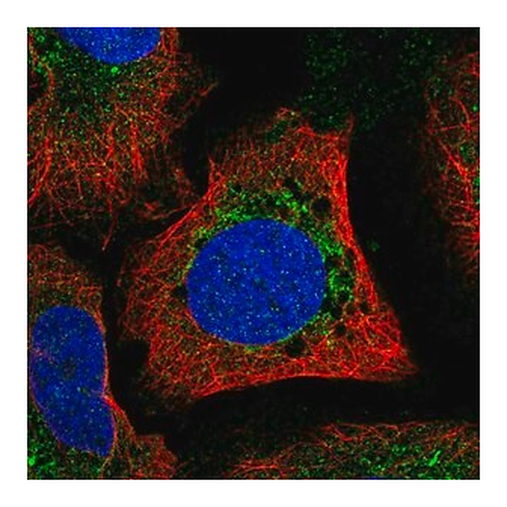 Merck Anti-MFN1 antibody produced in rabbit