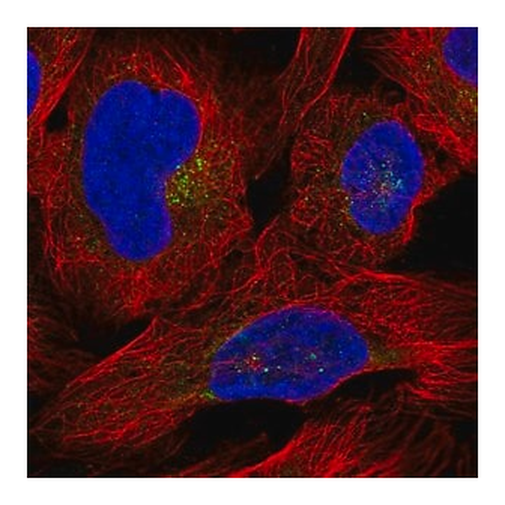 Merck Anti-DPP7 antibody produced in rabbit
