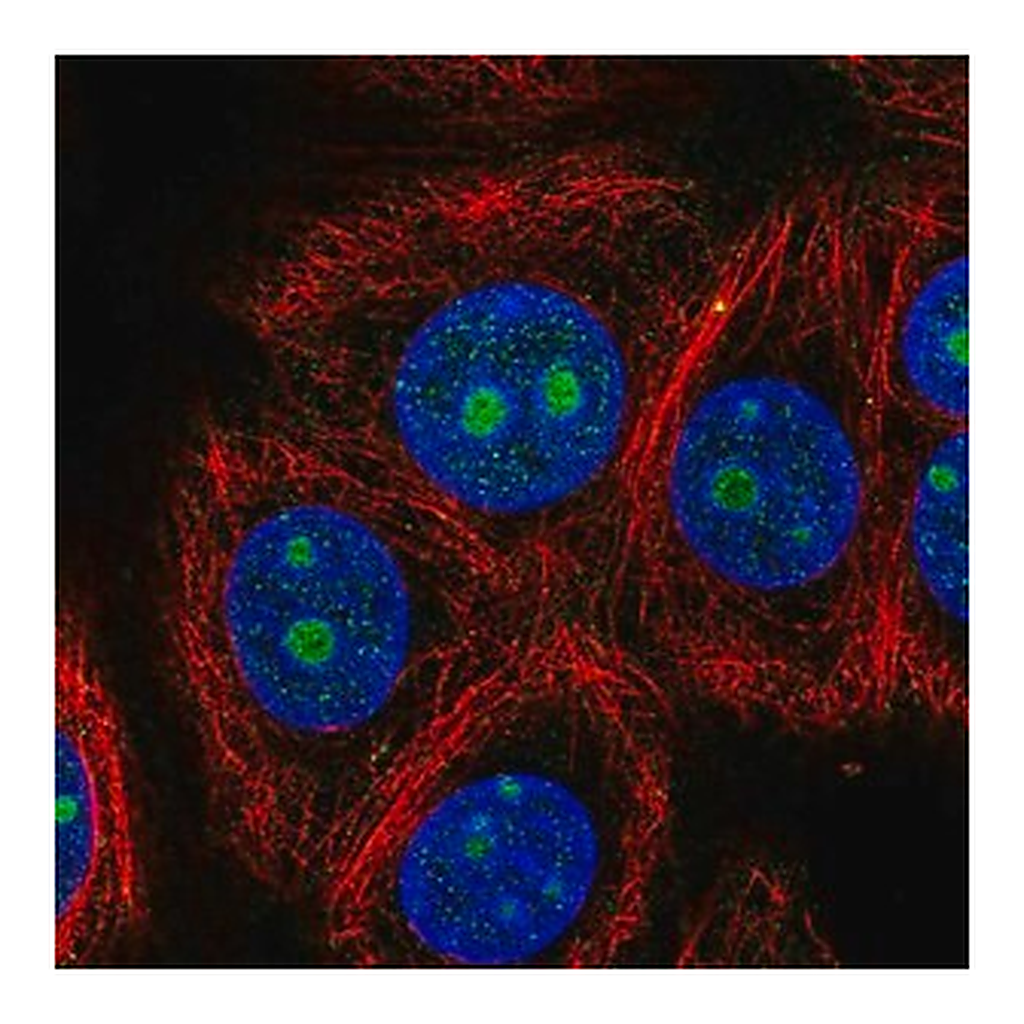 Merck Anti-ZNF771 antibody produced in rabbit