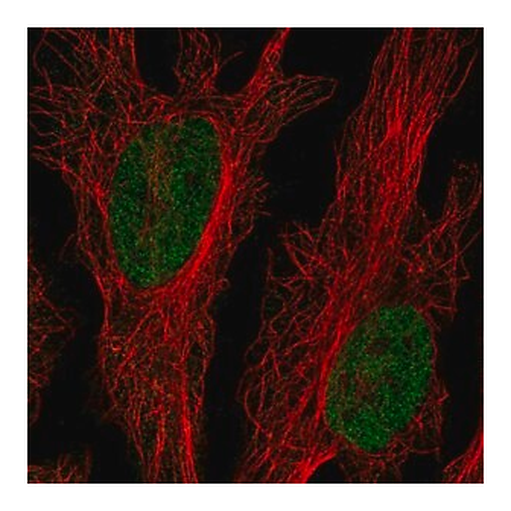 Merck Anti-CLK2 antibody produced in rabbit