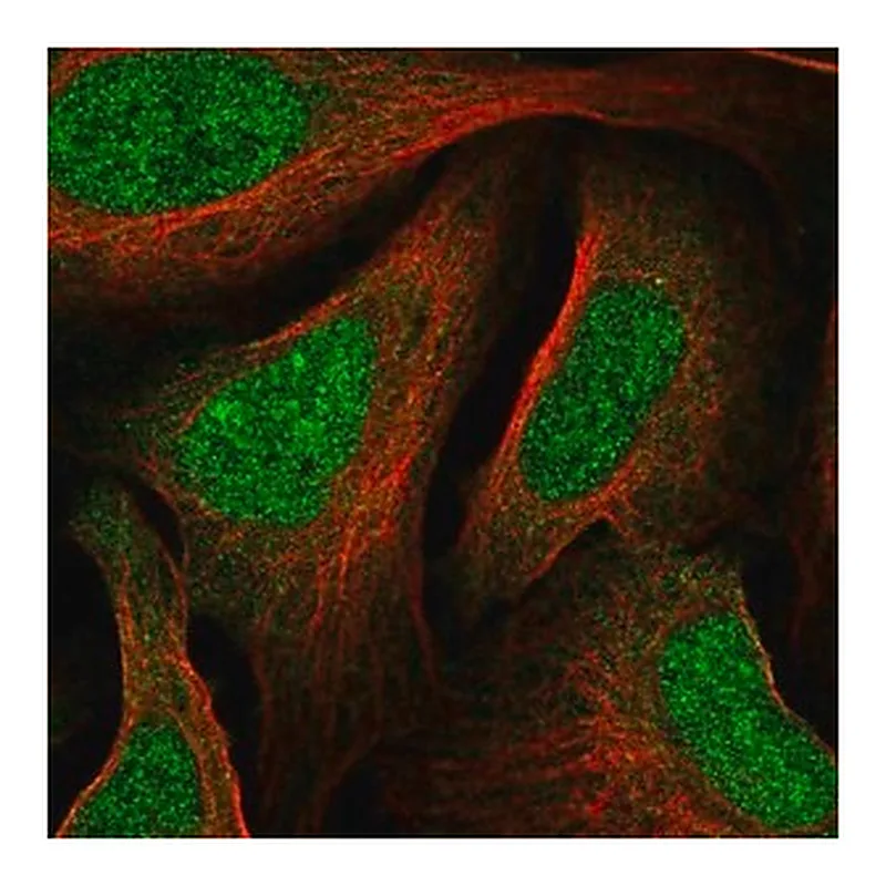 Merck Anti-MNT antibody produced in rabbit