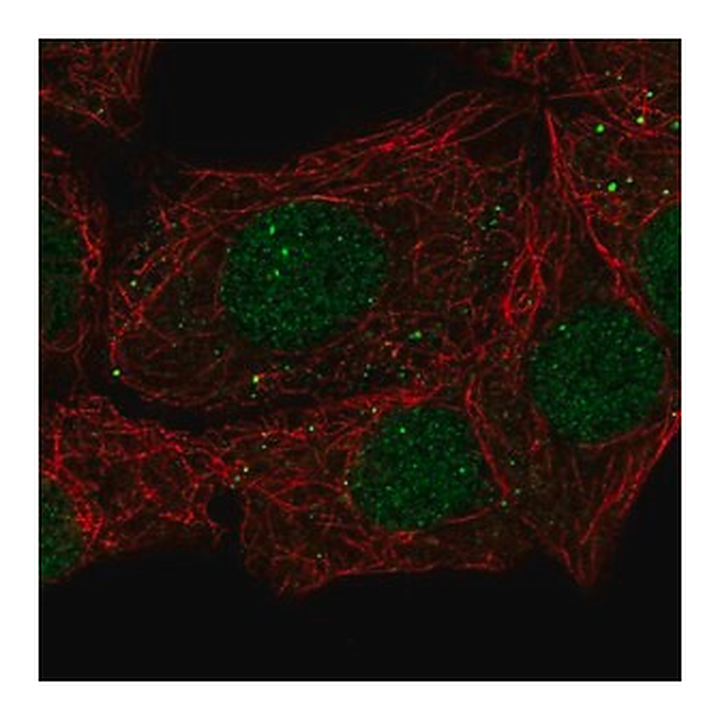 Merck Anti-EAF1 antibody produced in rabbit