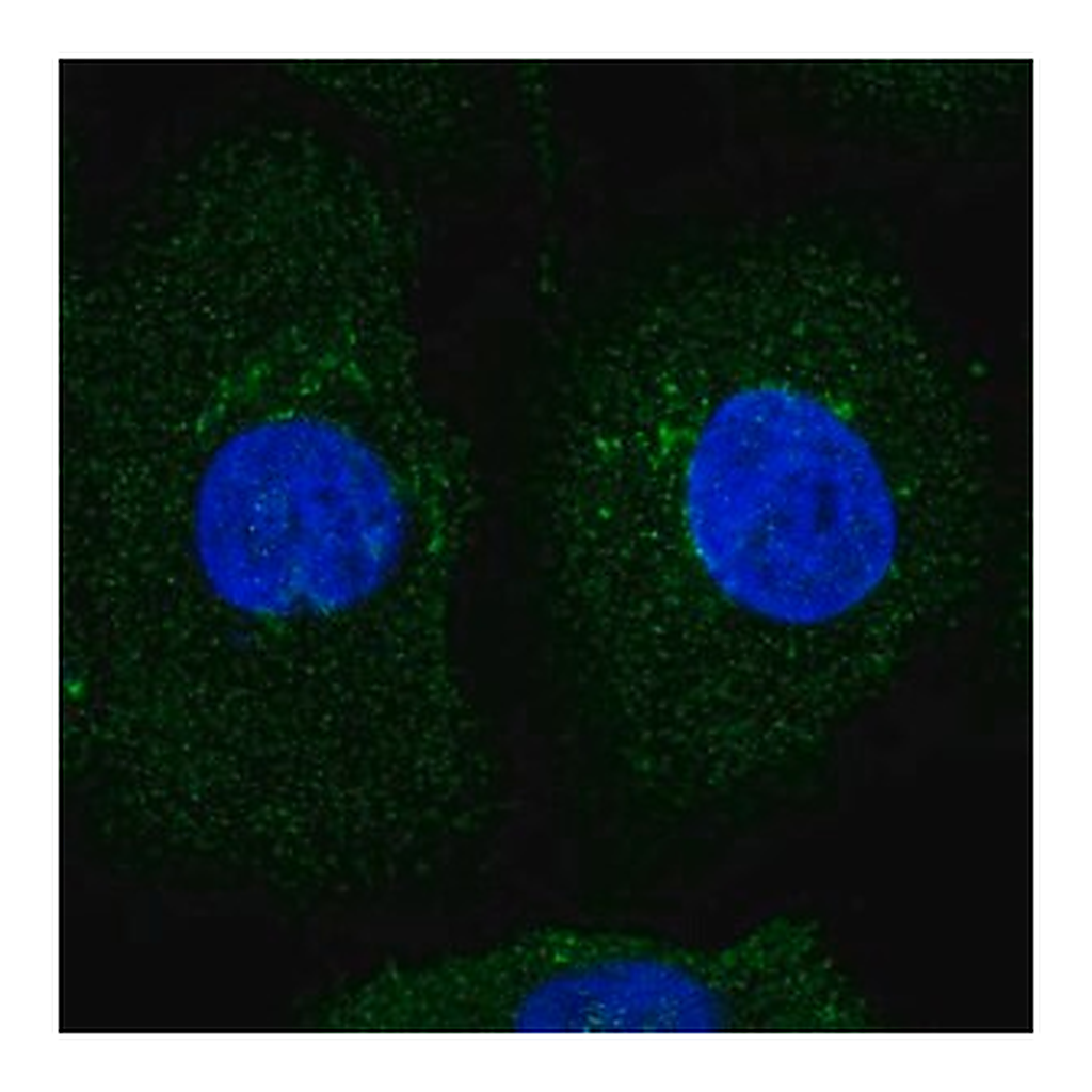 Merck Anti-AMIGO2 antibody produced in rabbit