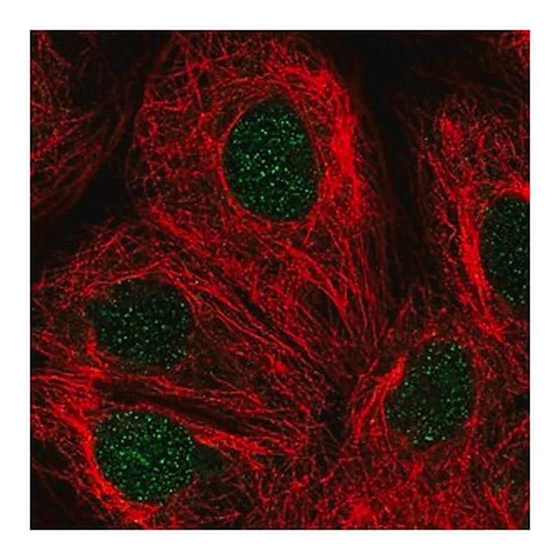 Merck Anti-DCK antibody produced in rabbit
