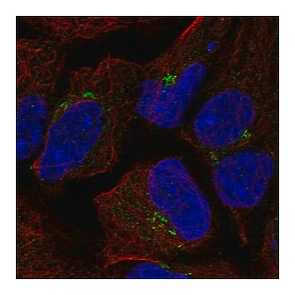 Merck Anti-TMEM80 antibody produced in rabbit