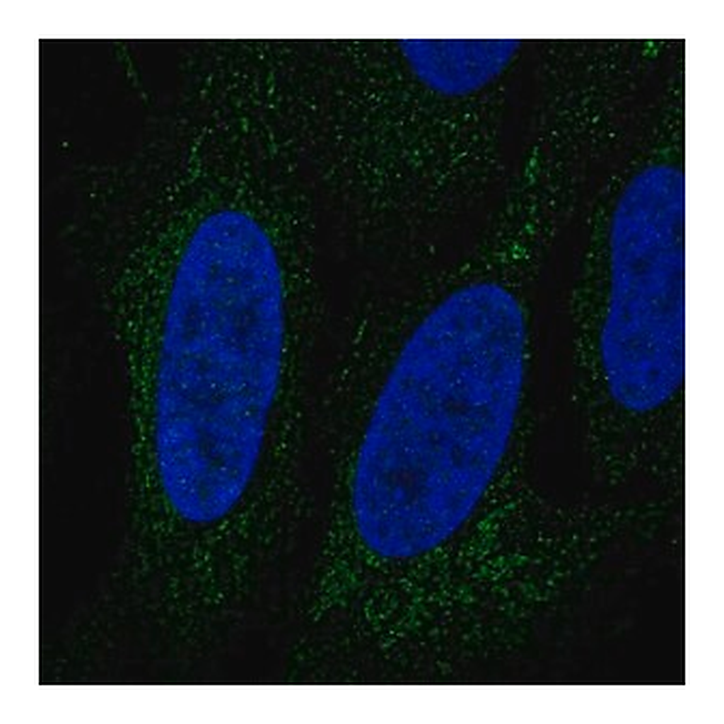 Merck Anti-LINGO3 antibody produced in rabbit