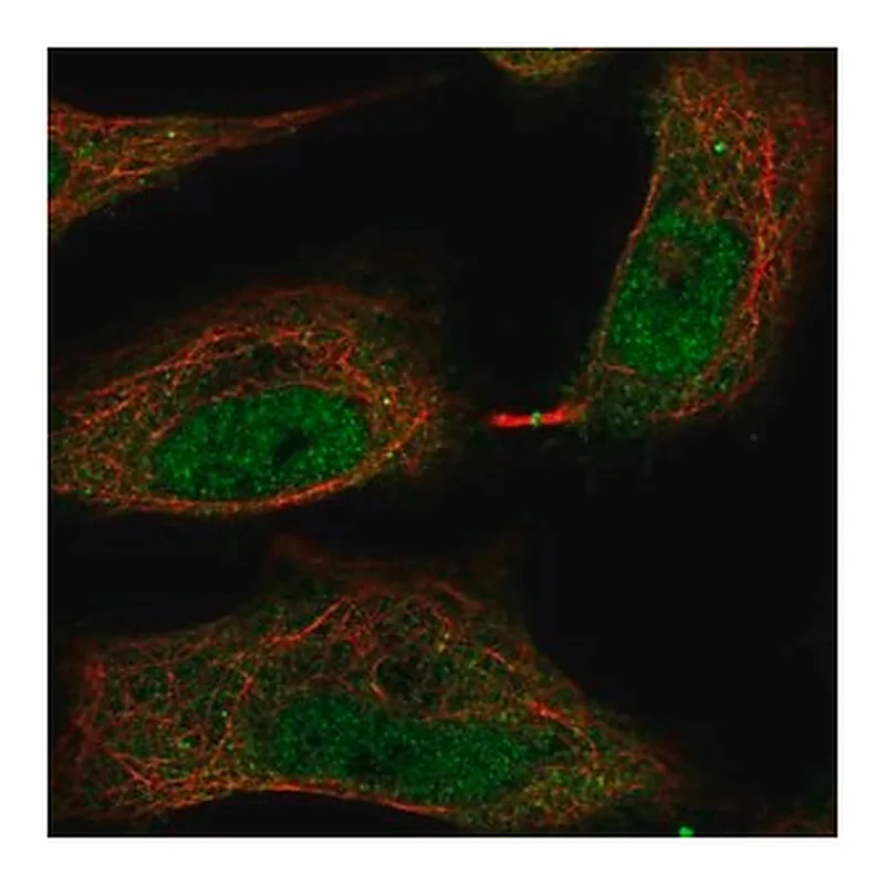 Merck Anti-TMEM107 antibody produced in rabbit