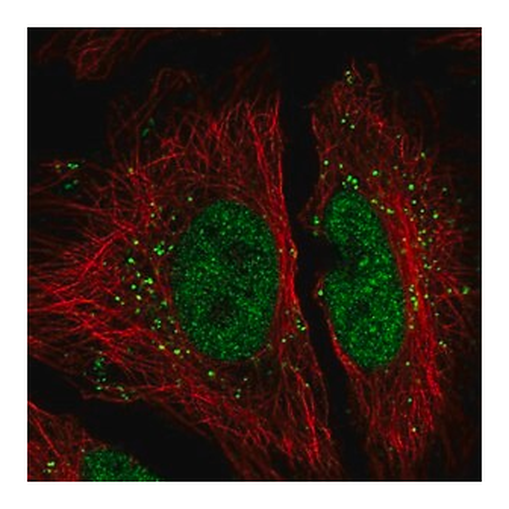 Merck Anti-FAM192A antibody produced in rabbit
