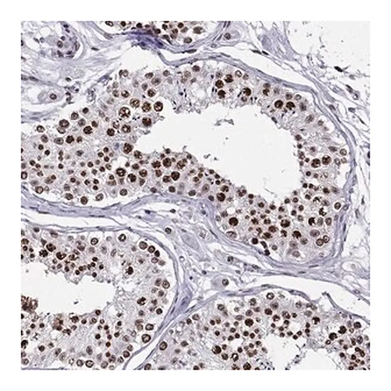 Merck Anti-ZNF420 antibody produced in rabbit