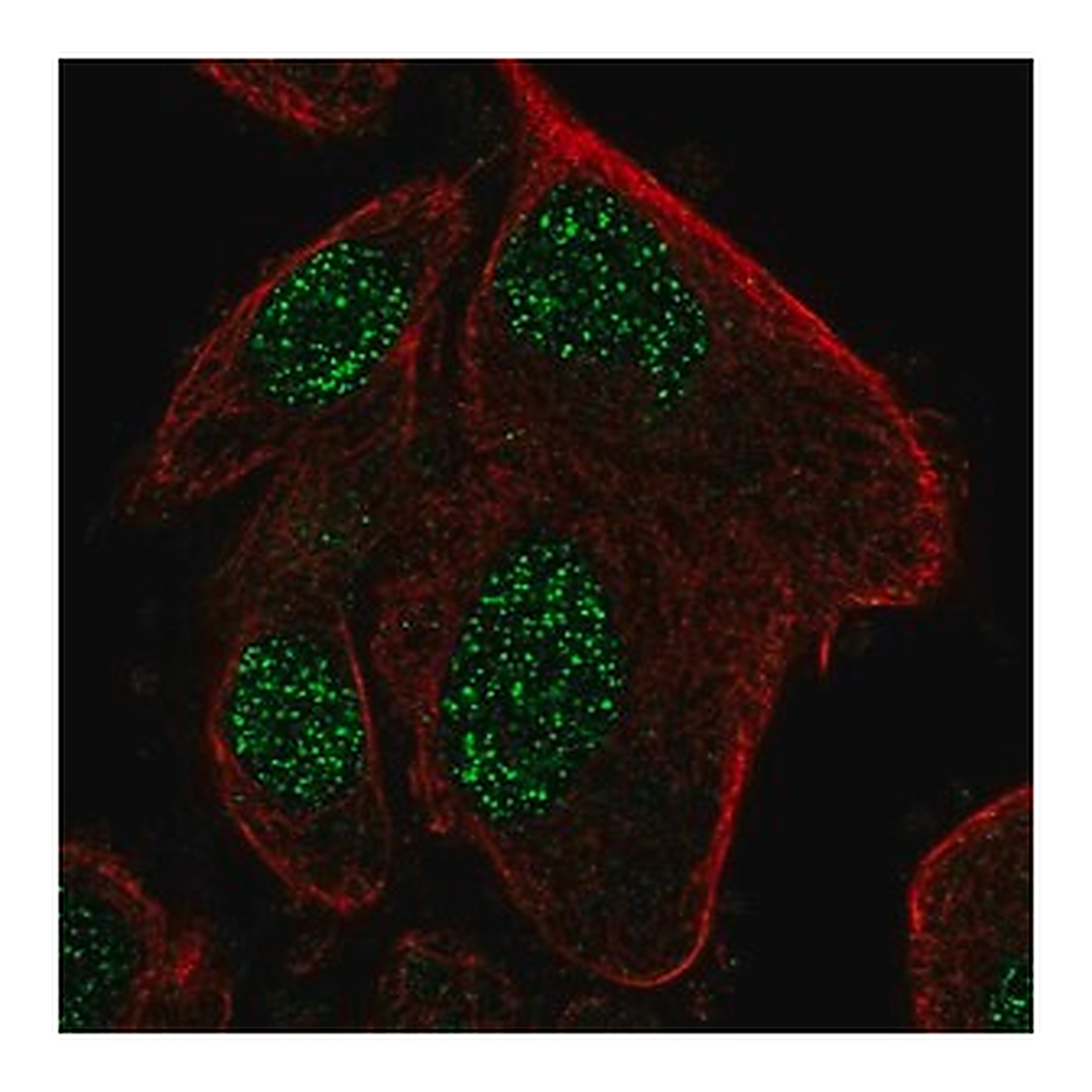 Merck Anti-RPP25L antibody produced in rabbit