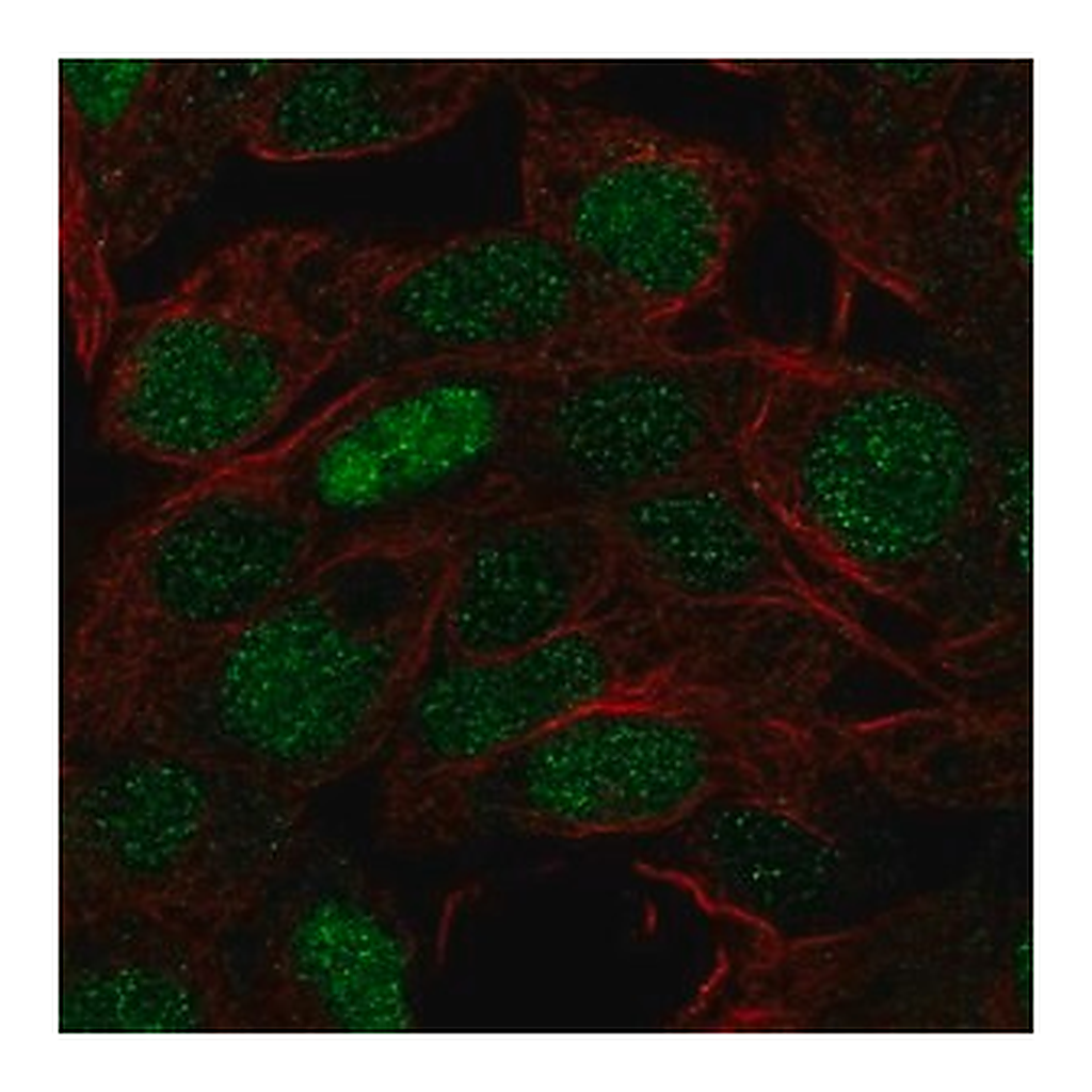 Merck Anti-FOXQ1 antibody produced in rabbit