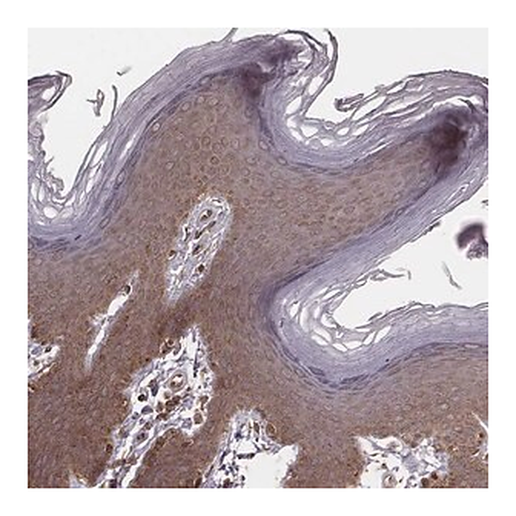 Merck Anti-MYO19 antibody produced in rabbit