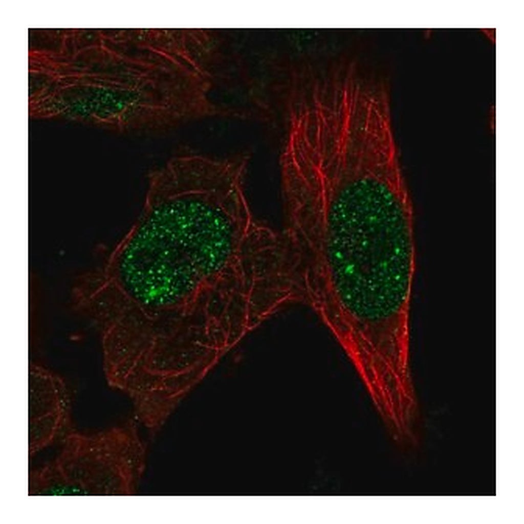 Merck Anti-RFX8 antibody produced in rabbit