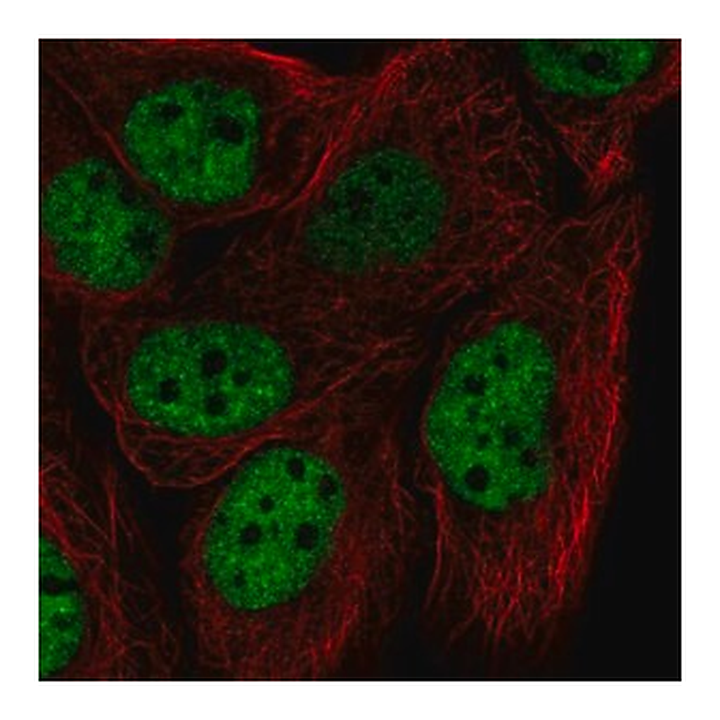 Merck Anti-HNRNPF antibody produced in rabbit