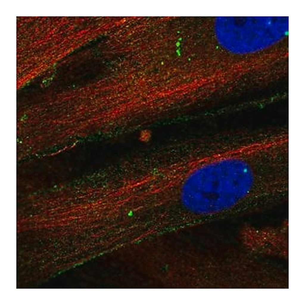 Merck Anti-THBS1 antibody produced in rabbit