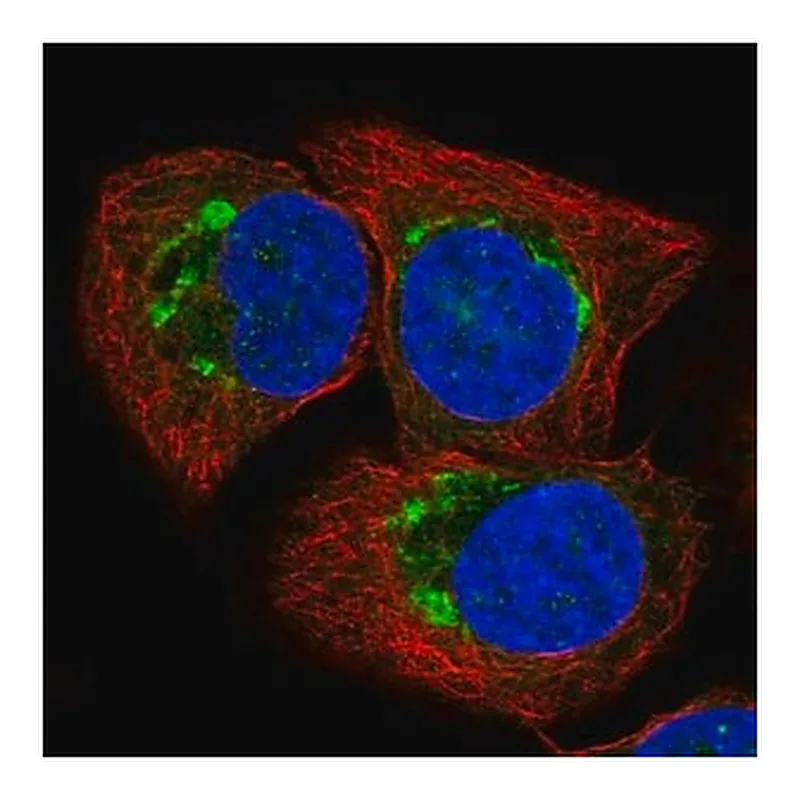 Merck Anti-ATP2C1 antibody produced in rabbit