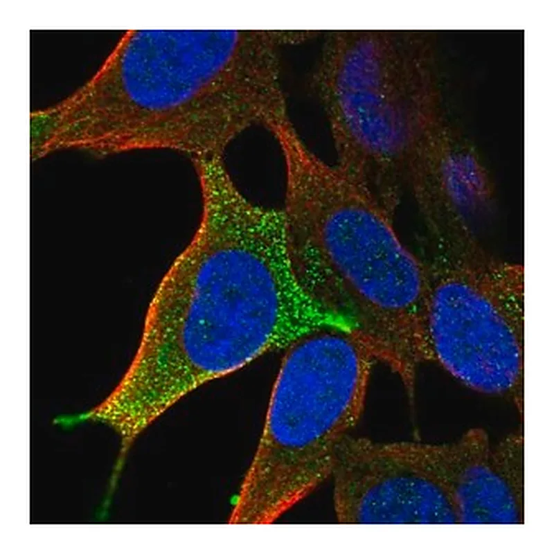Merck Anti-LHFPL3 antibody produced in rabbit