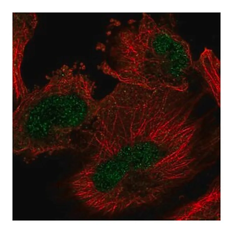 Merck Anti-ARIH2 antibody produced in rabbit
