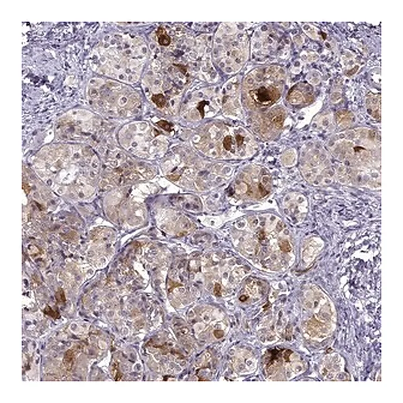 Merck Anti-FSHB antibody produced in rabbit